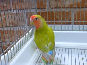 コザクラインコ（小桜インコ）