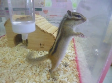 シマリス（ノーマル）