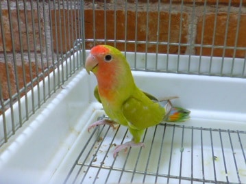 コザクラインコ（小桜インコ）