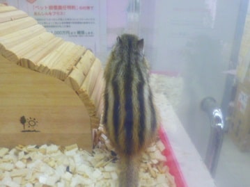シマリス（ノーマル）