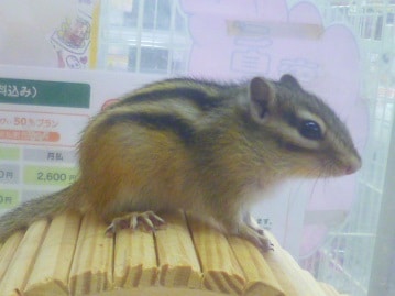 シマリス（ノーマル）