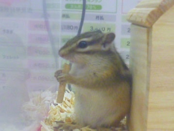 シマリス（ノーマル）