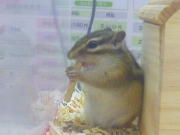 シマリス（ノーマル）