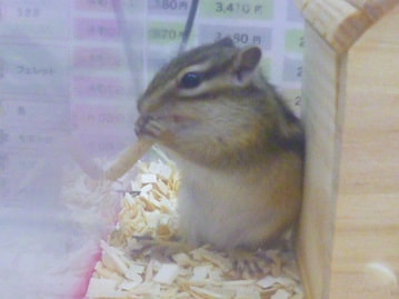 シマリス（ノーマル）