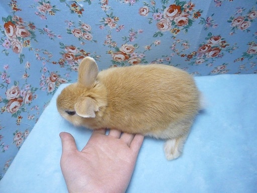 ネザーランドドワーフ