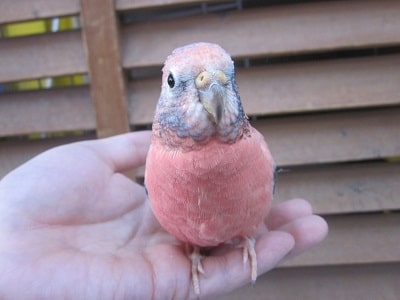 アキクサインコ（秋草インコ）