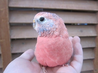 アキクサインコ（秋草インコ）