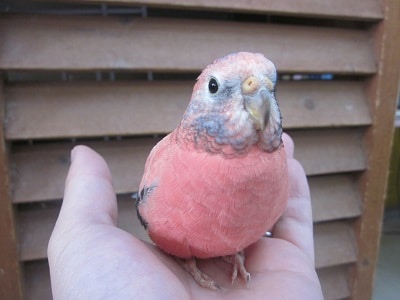 アキクサインコ（秋草インコ）