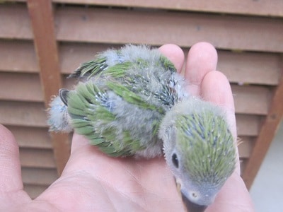 コザクラインコ（小桜インコ）