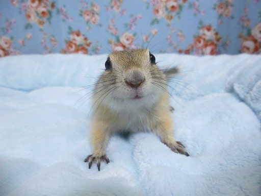 リチャードソンジリス