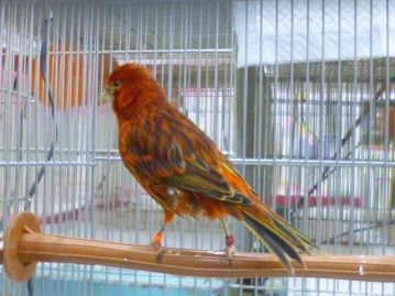 ブロンズカナリア