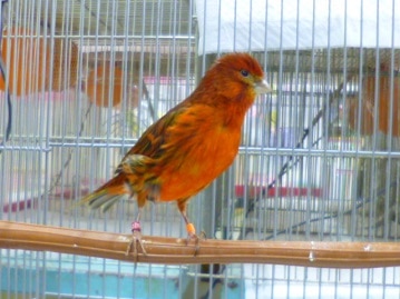 ブロンズカナリア