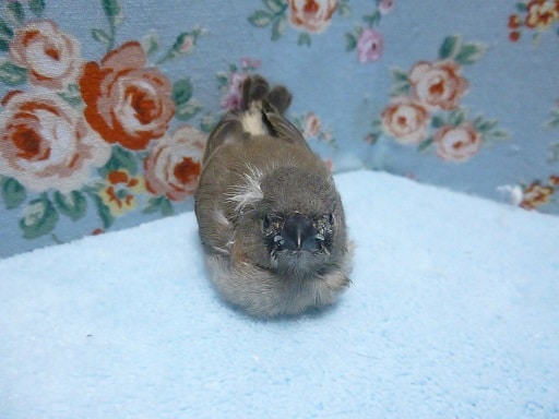 錦花鳥（キンカチョウ）