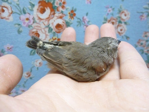 錦花鳥（キンカチョウ）