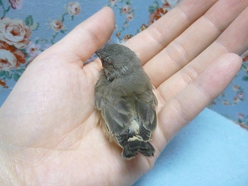 錦花鳥（キンカチョウ）