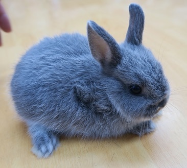 ミニウサギ
