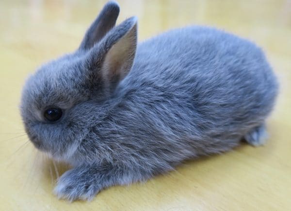 ミニウサギ