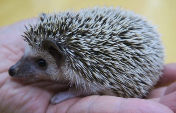 ハリネズミ（ヨツユビハリネズミ）