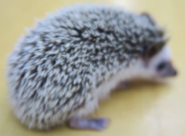 ハリネズミ（ヨツユビハリネズミ）