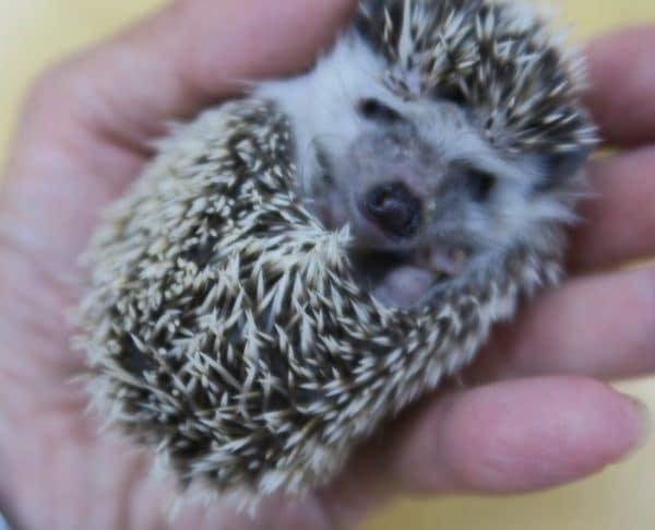 ハリネズミ（ヨツユビハリネズミ）