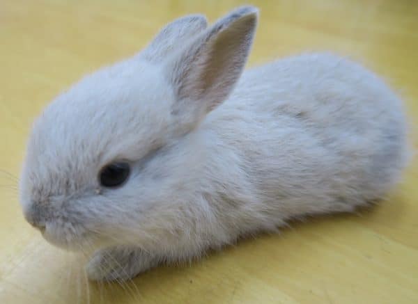 ミニウサギ
