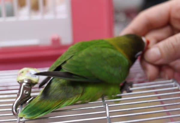 キエリボタンインコ