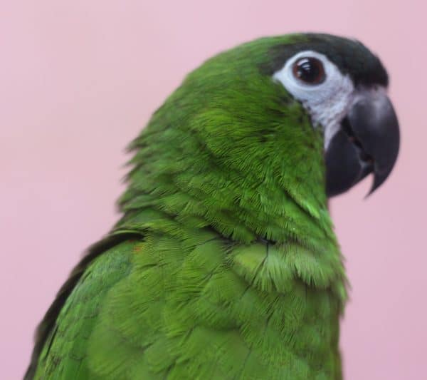 甘えん坊のコミドリコンゴウインコ コミドリコンゴウインコ