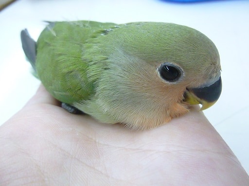 コザクラインコ（小桜インコ）