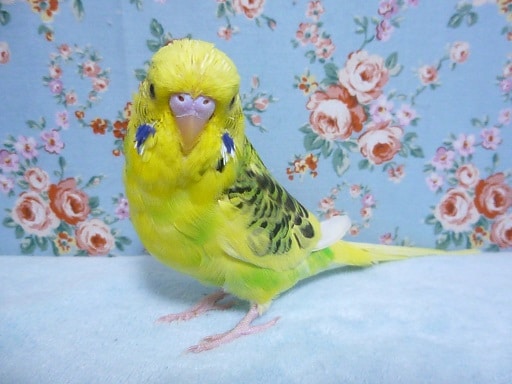 ジャンボセキセイインコ