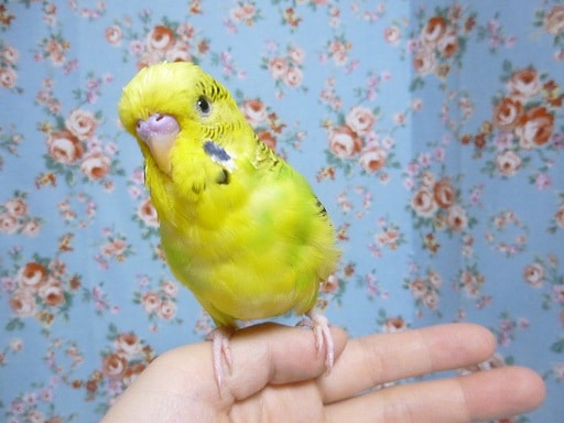 ジャンボセキセイインコ