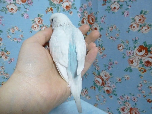 ジャンボセキセイインコ