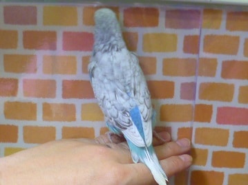 ジャンボセキセイインコ