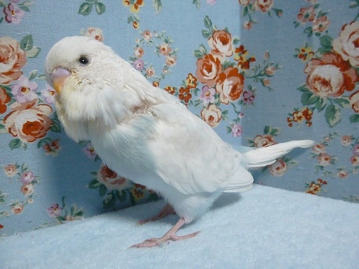 ジャンボセキセイインコ