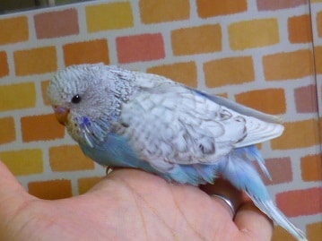 ジャンボセキセイインコ