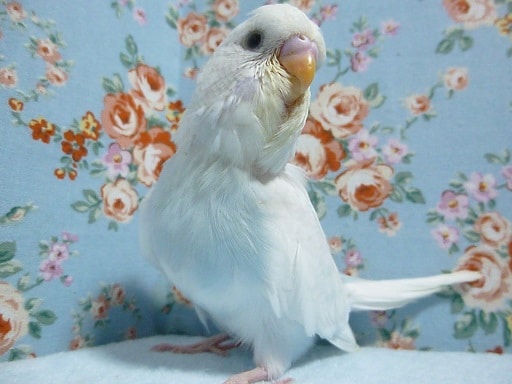 ジャンボセキセイインコ