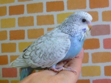 ジャンボセキセイインコ