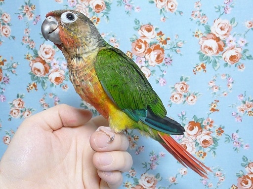ワキコガネウロコインコ
