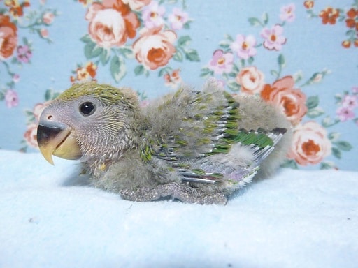 コザクラインコ（小桜インコ）