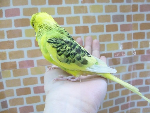 ジャンボセキセイインコ