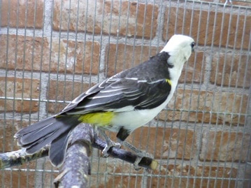 シロガシラウシハタオリ