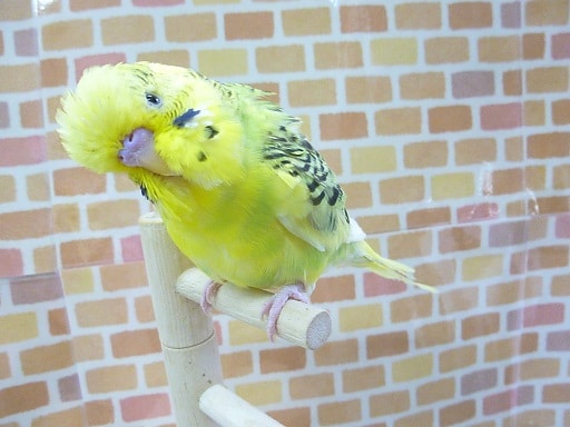 ジャンボセキセイインコ