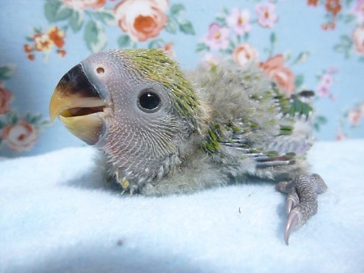 手乗り コザクラインコ ノーマル ヒナ 7月25日 コザクラインコ(小桜インコ)