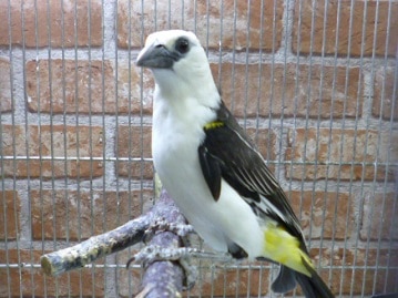 シロガシラウシハタオリ