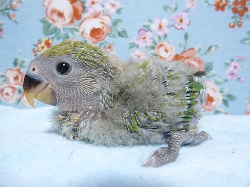 コザクラインコ（小桜インコ）
