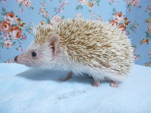 ハリネズミ（ヨツユビハリネズミ）