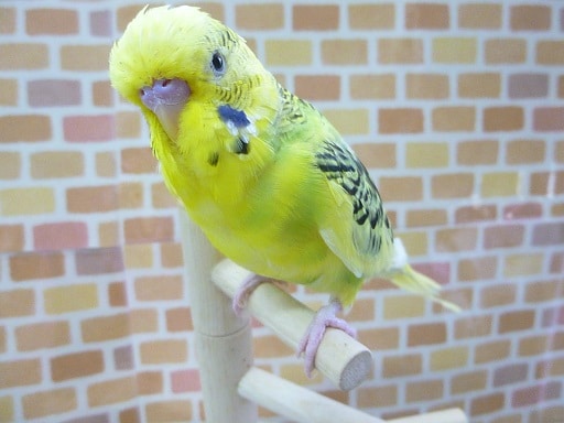 ジャンボセキセイインコ