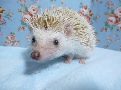 ハリネズミ（ヨツユビハリネズミ）