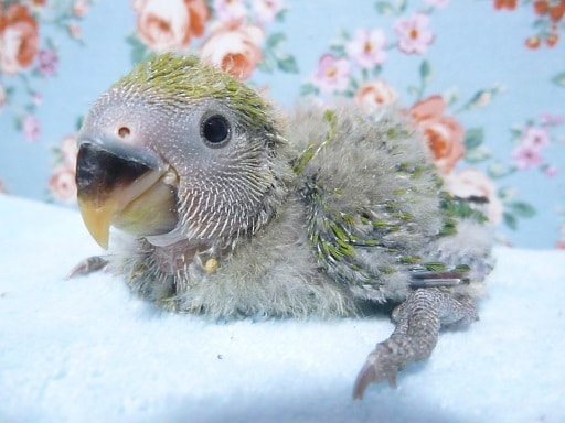 コザクラインコ（小桜インコ）