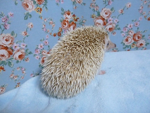 ハリネズミ（ヨツユビハリネズミ）