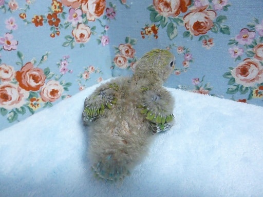 コザクラインコ（小桜インコ）